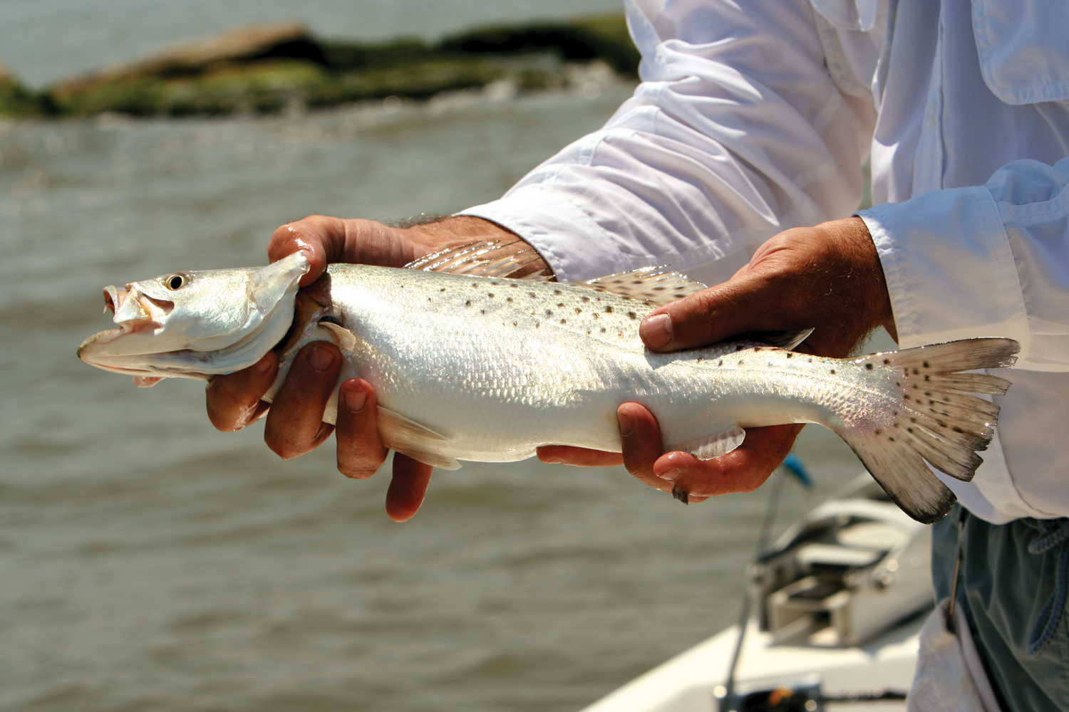 Speckled Trout